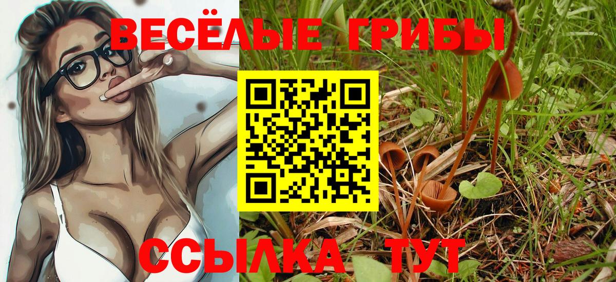Псилоцибиновые грибы Psilocybe Гуково